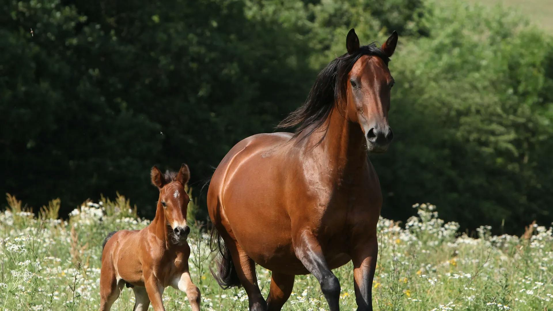 A bay mare and foal canter across a green field with small white flowers.