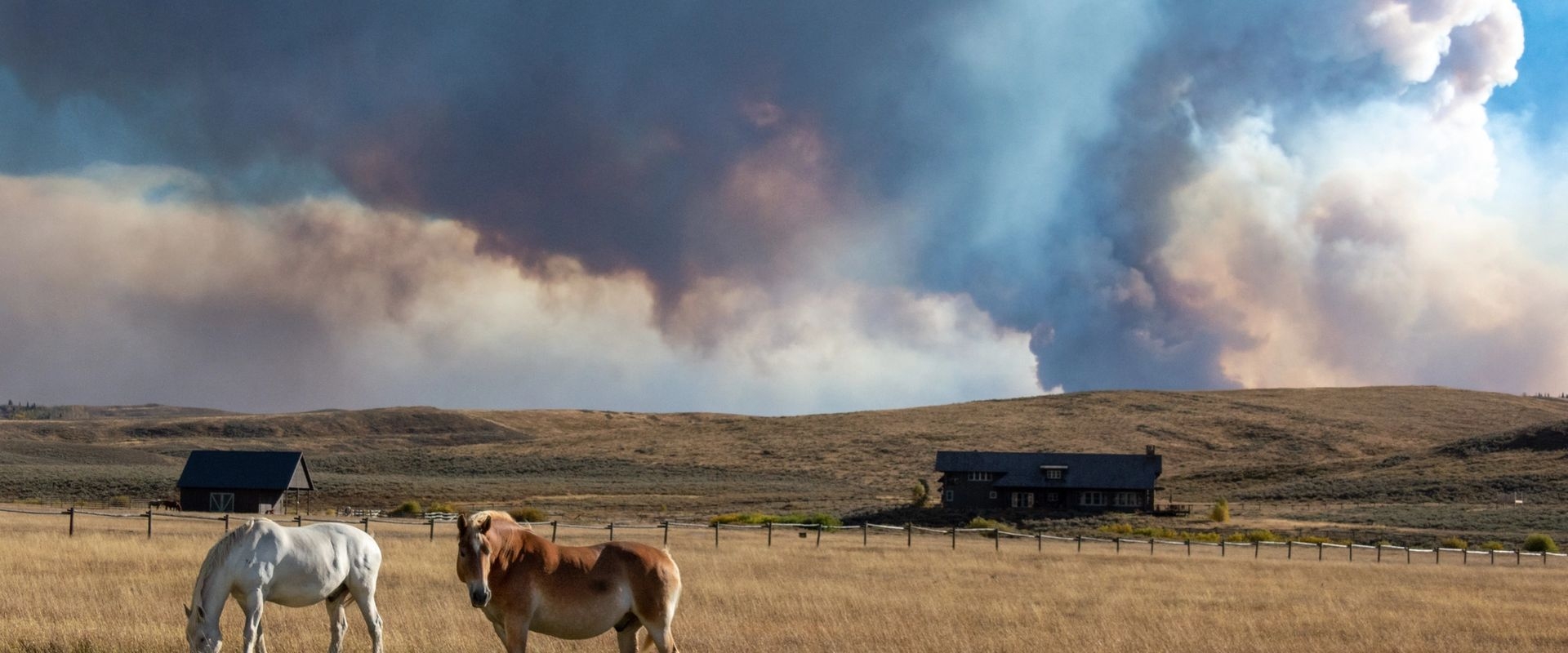 Horses eating dry grass in a pasture with smoke billowing from the horizon.