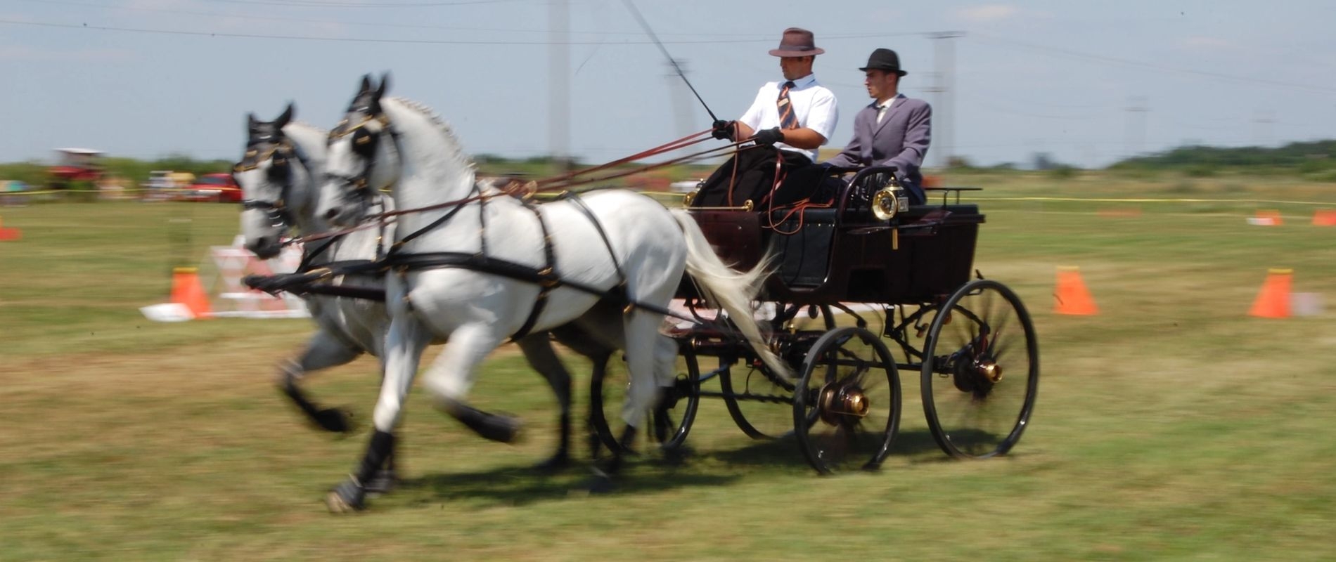 pair of grey horses pulling a carriage in a cones competition