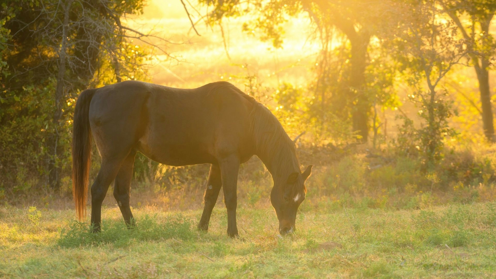 Bay horse grazing in early fall field with sunlight shining through trees