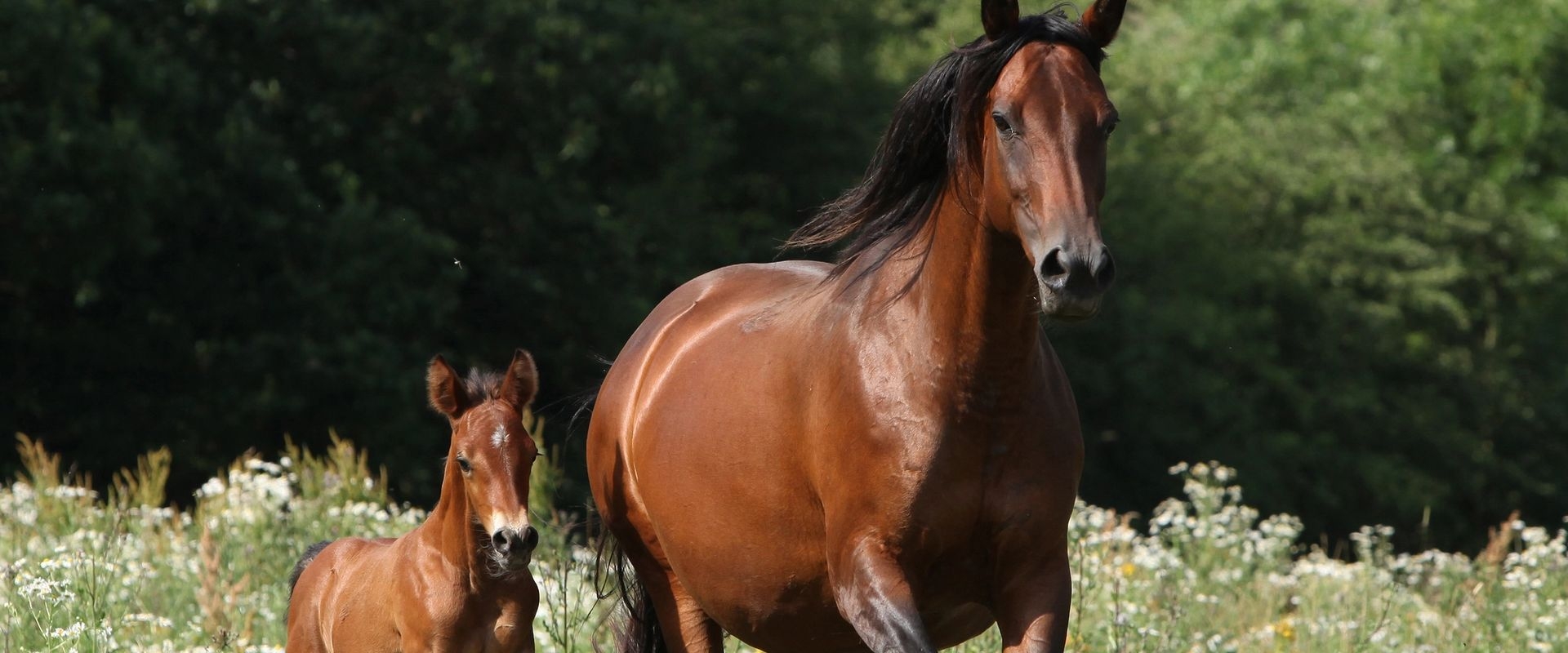 Bay mare and foal
