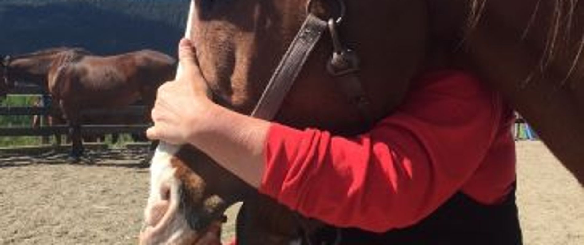 Sidonia Massage Horse