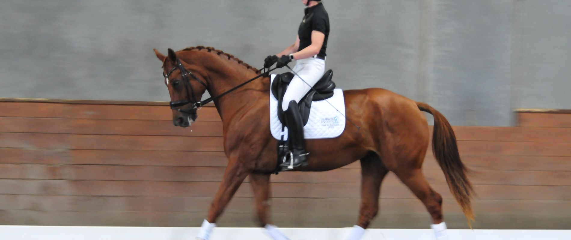 Dressage Horse and rider