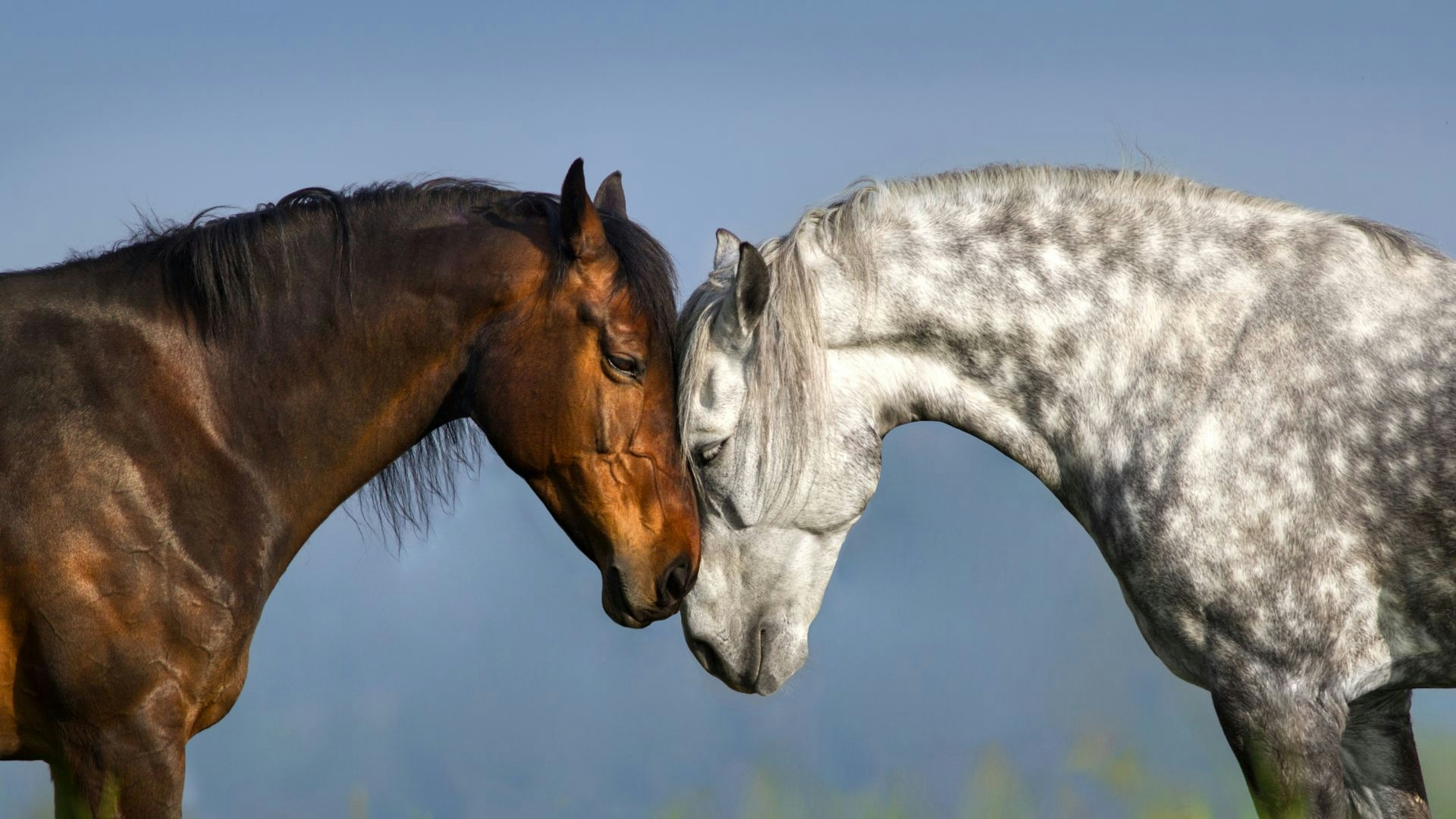 Abay and a grey horse touching heads