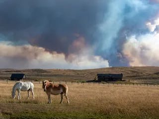 Horses eating dry grass in a pasture with smoke billowing from the horizon.