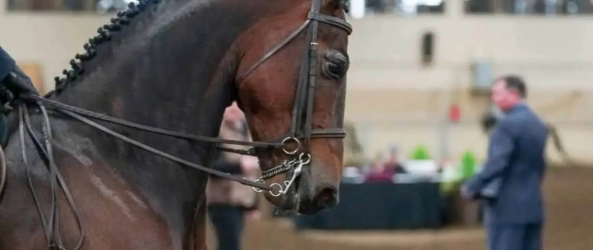 horse at competition