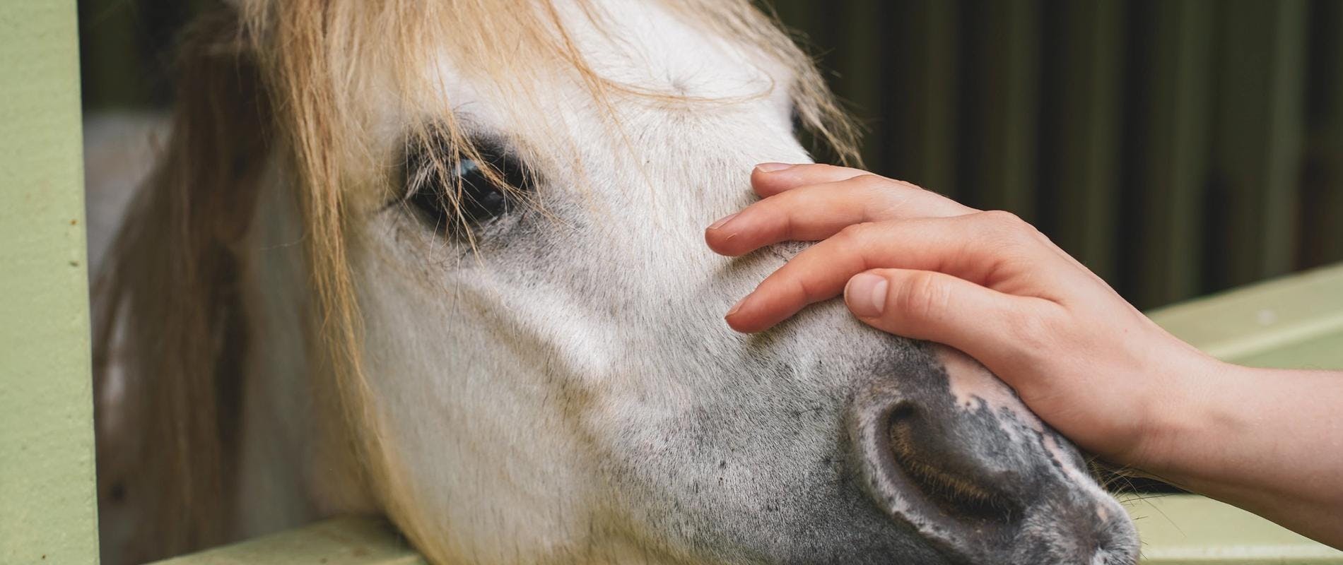 A hand on a horse's nose