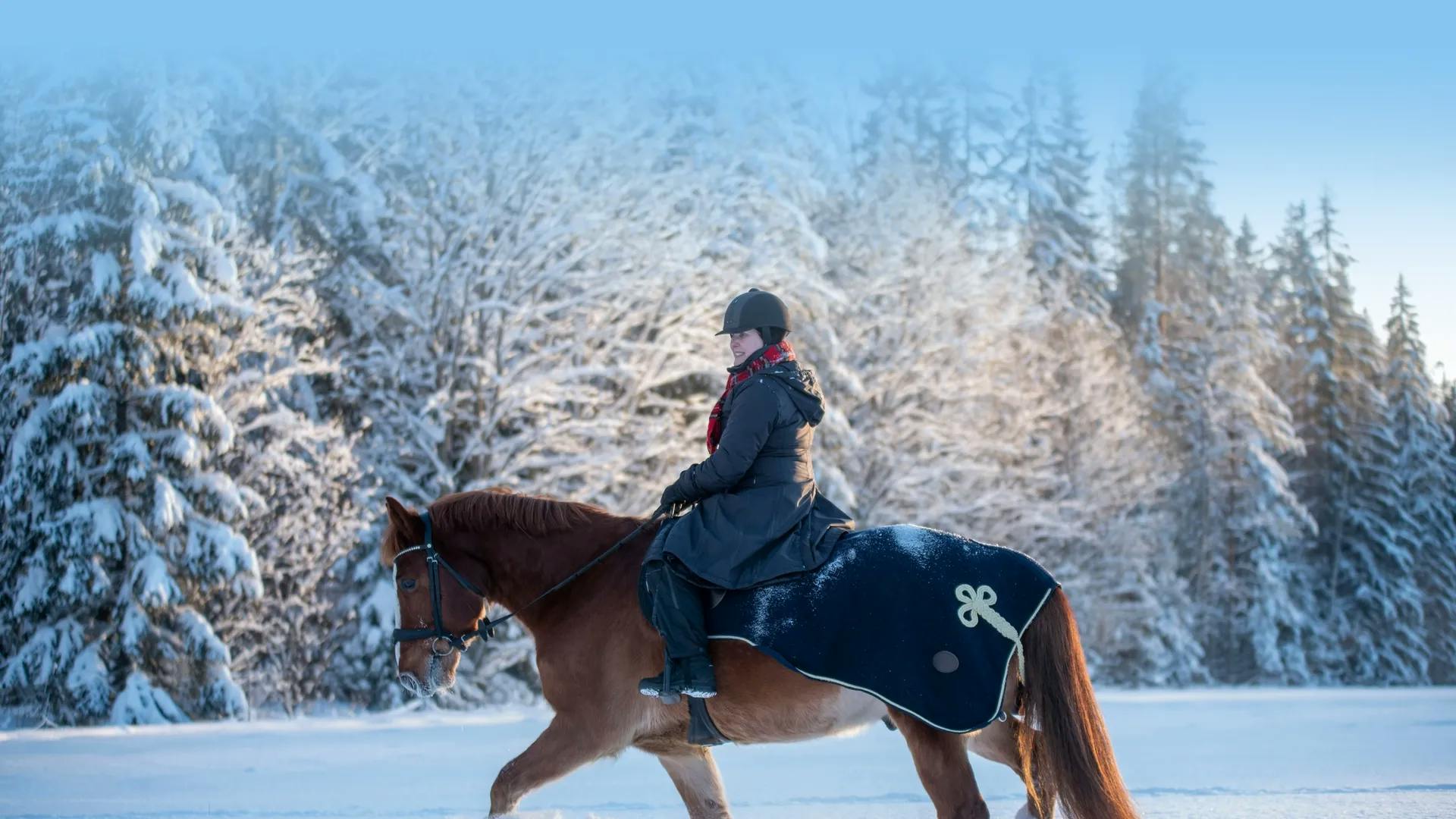 A horse and rider walking through deep snow with a quarter sheet on and trees in background
