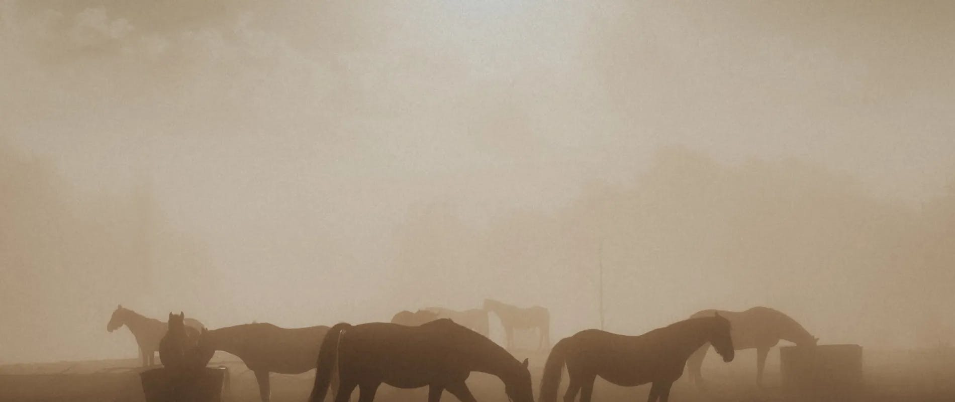 Horse silhouettes in a smoky haze