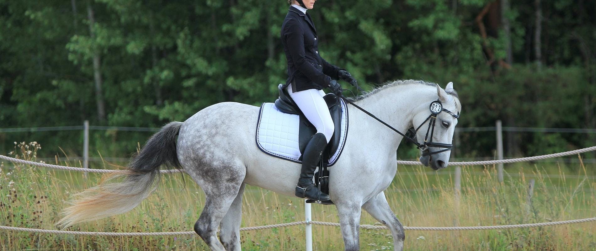 grey horse cantering in dressage ring