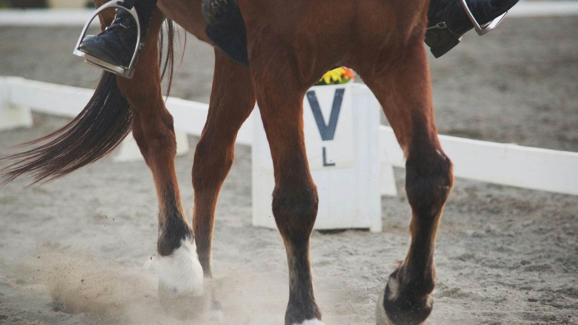View of a dressage ring letters V and L at ground level between a bay horse's legs. Horse is trotting down the long side.