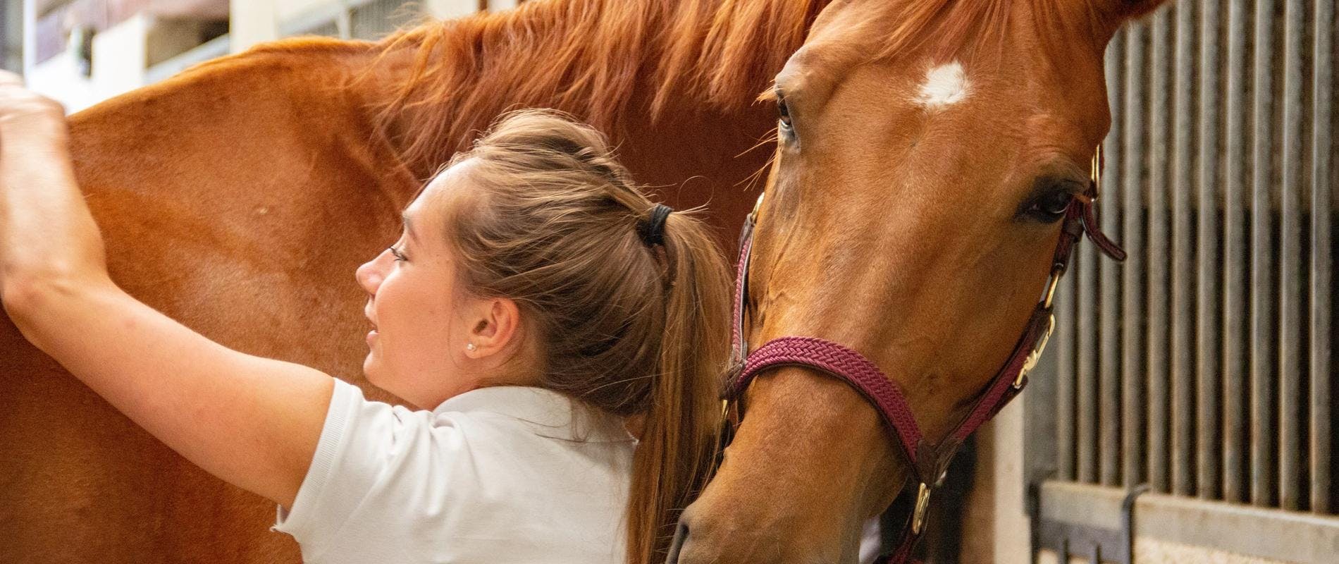 Equine Massage Therapy Course