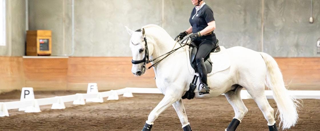 Dressage rider performing half halt on grey horse