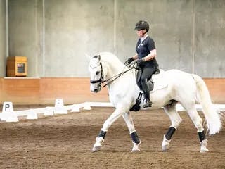 Dressage rider performing half halt on grey horse