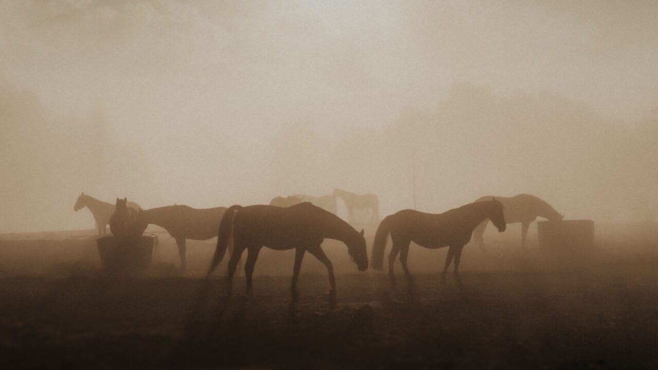 Horse Silhouettes in a Smoky Haze