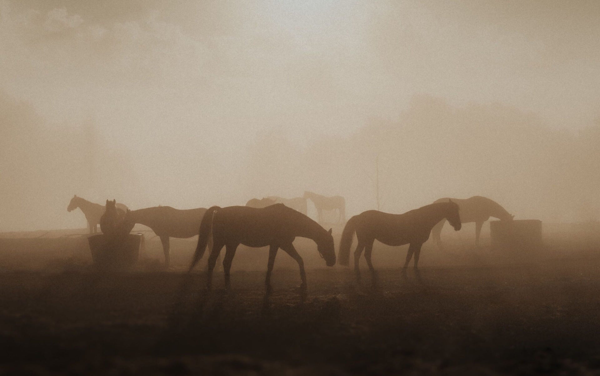 Horse Silhouettes in a Smoky Haze