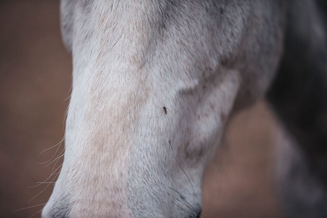 Cases of West Nile Virus in Horses Increase in Alberta