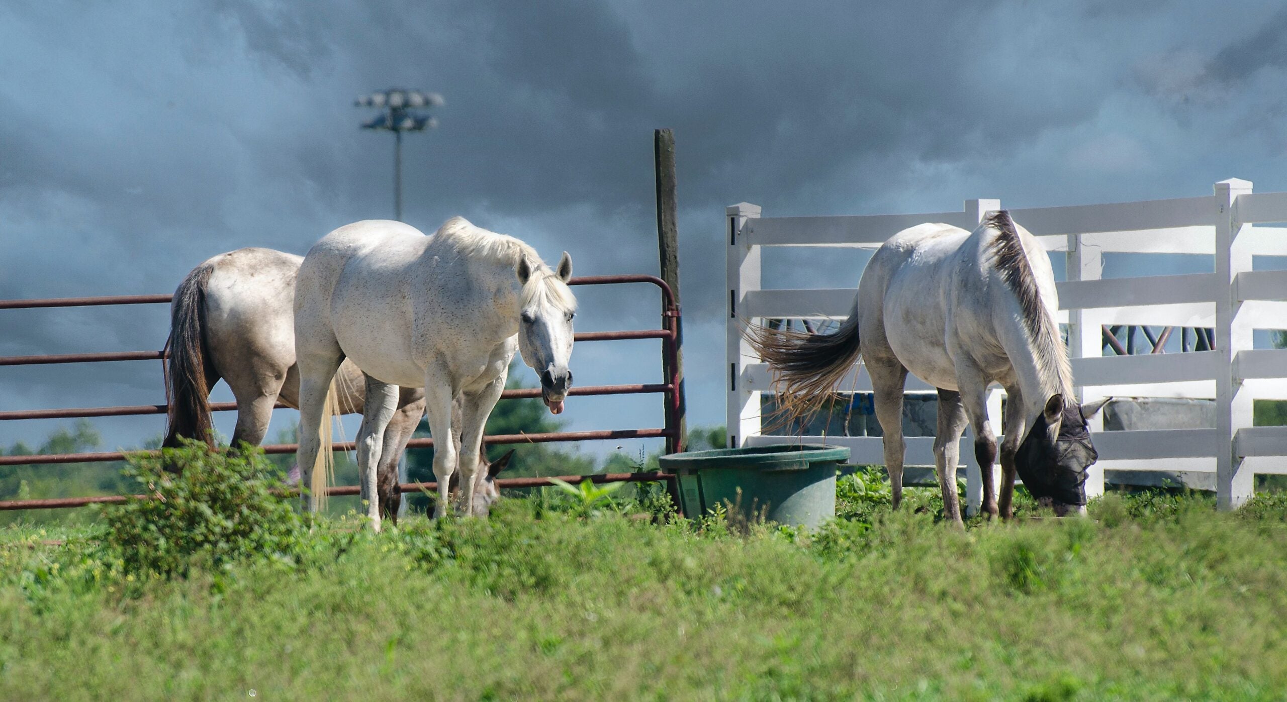 Grey horses with a water tub in a corral
