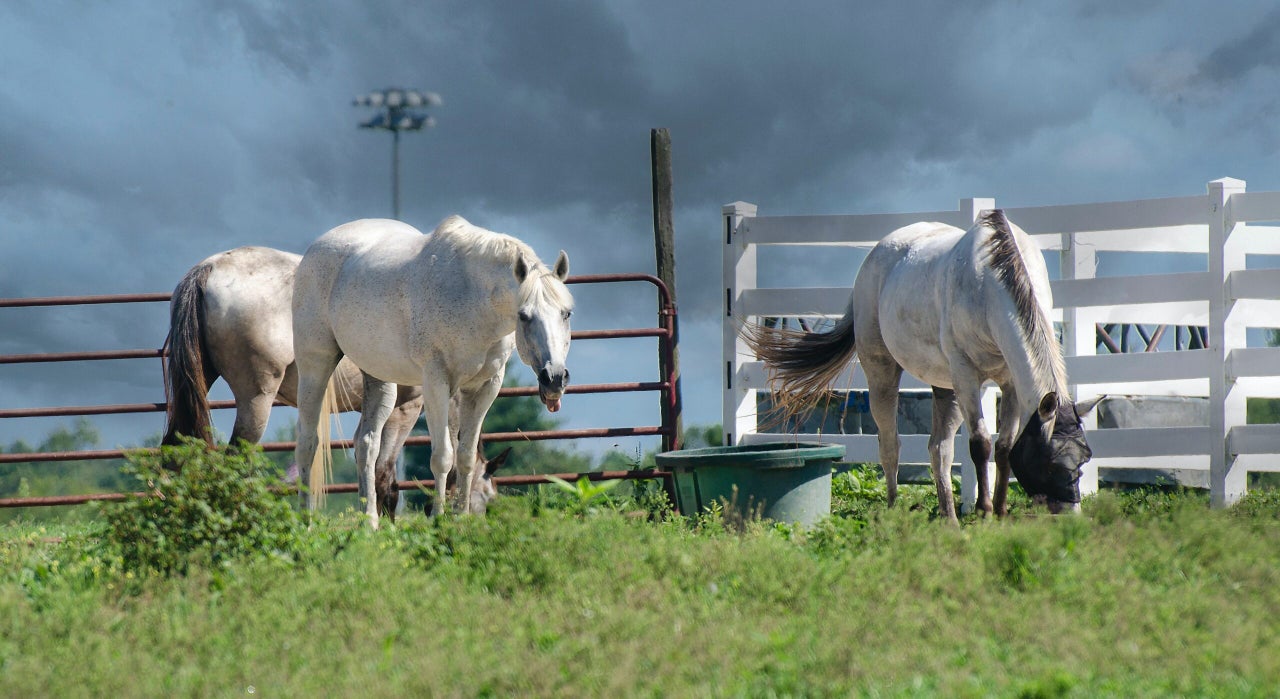 Equine Emergency Disaster Fund Applications Now Open