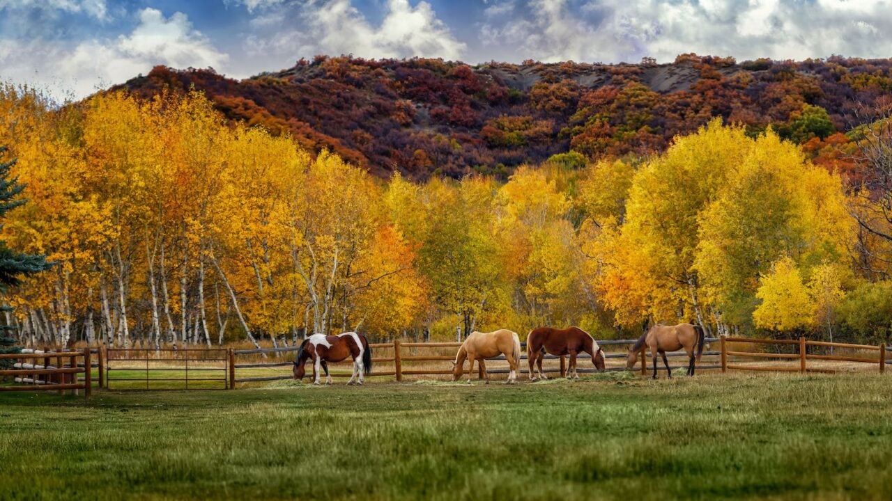 Group of horses eating hay with a vibrant fall backdrop