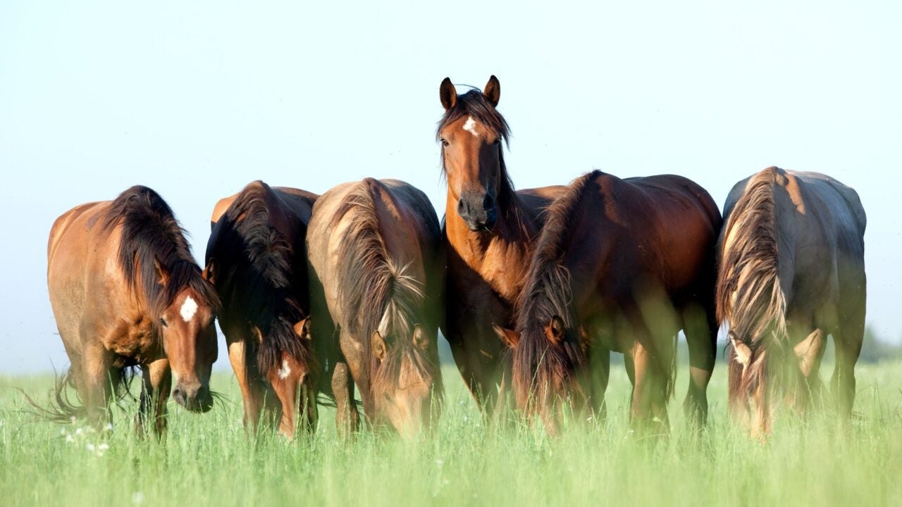 Herd of horses grazing in a grassy field