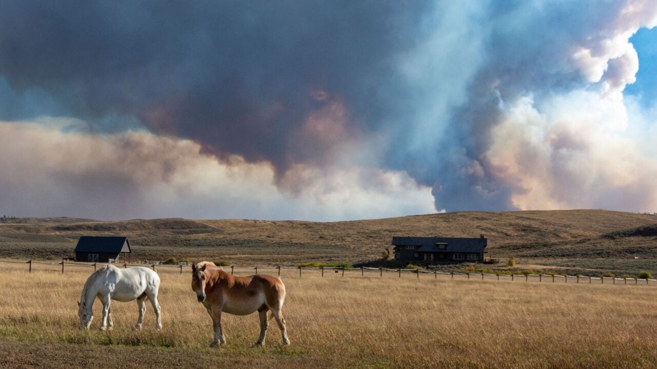 Horses eating dry grass in a pasture with smoke billowing from the horizon