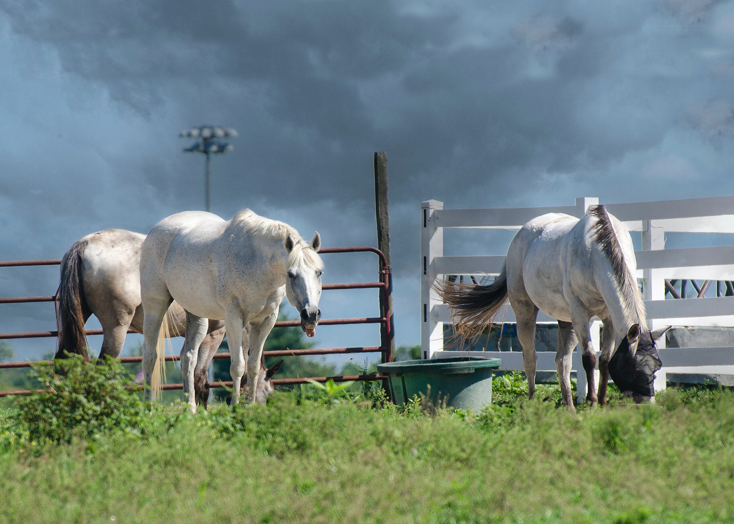 Image depicts horses in an emergency situation
