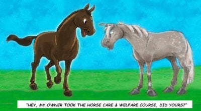 The Horse Portal – Horse Care & Welfare Course